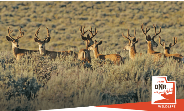 Discussions On Utah’s Deer Herds To Be Held In Roosevelt And Vernal