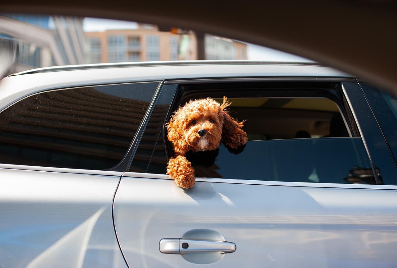 Woman Arrested In Roosevelt After Stealing Car With Dog Inside