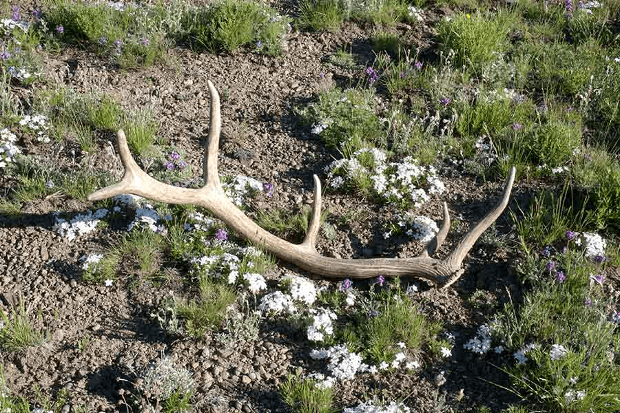 Get The 2026 Ethics Course Done Before Heading Out To Gather Shed Antlers