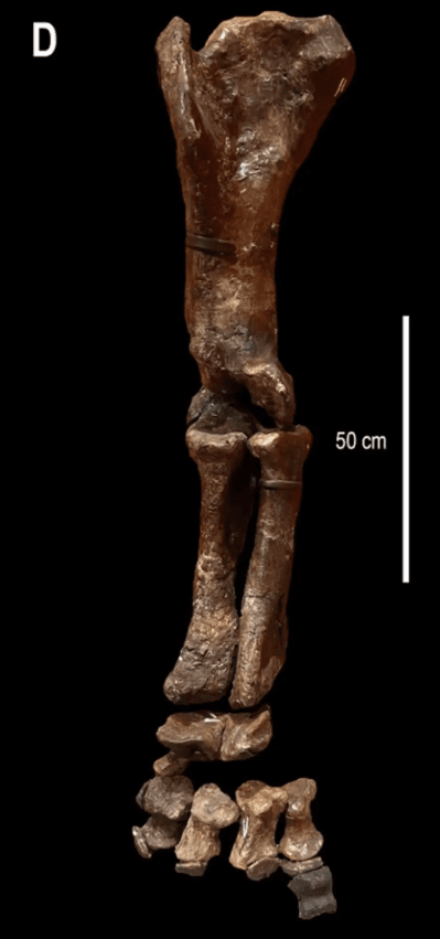 Could Bones From Morrison Formation Be Largest Stegosaur Ever Discovered?