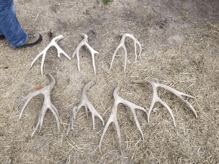 Utah DNR Reminds Shed Hunters To Complete Mandatory Ethics Course