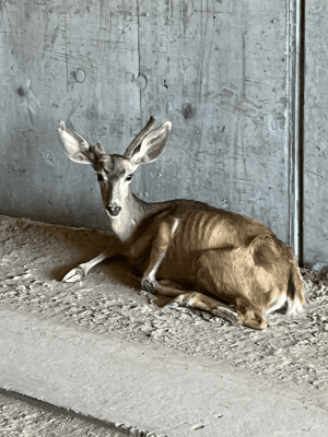 Chronic Wasting Disease Confirmed In New Areas Of Uintah County