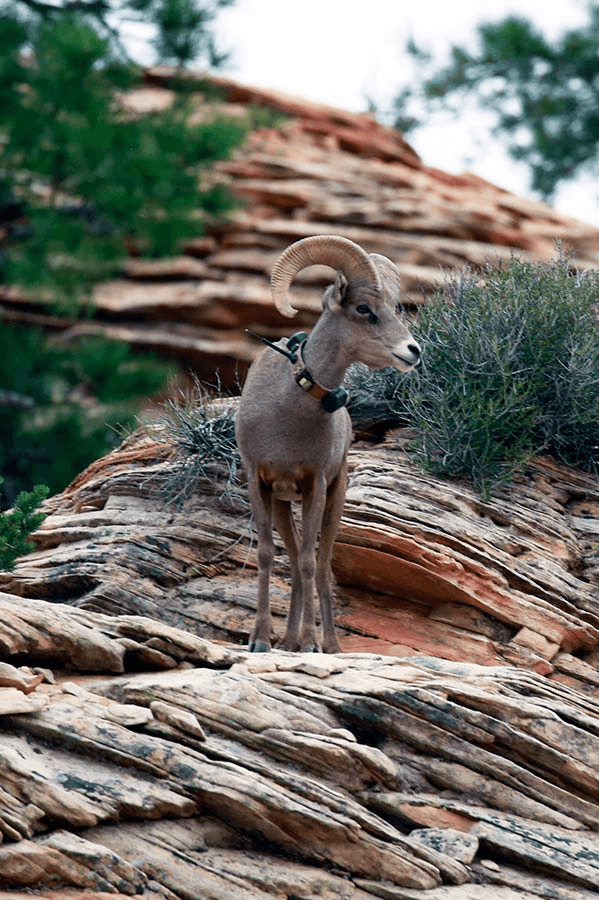 DWR Captures/Collars Over 1,400 Big Game Animals For Assessment