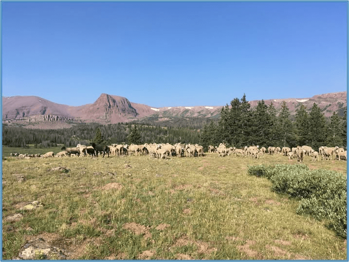 Domestic Sheep Grazing Continues In Uinta Mountains
