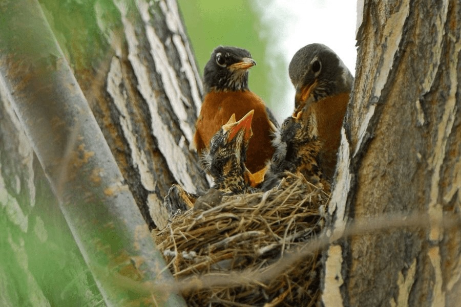 DWR: What To Do If You Find A Baby Bird on the Ground