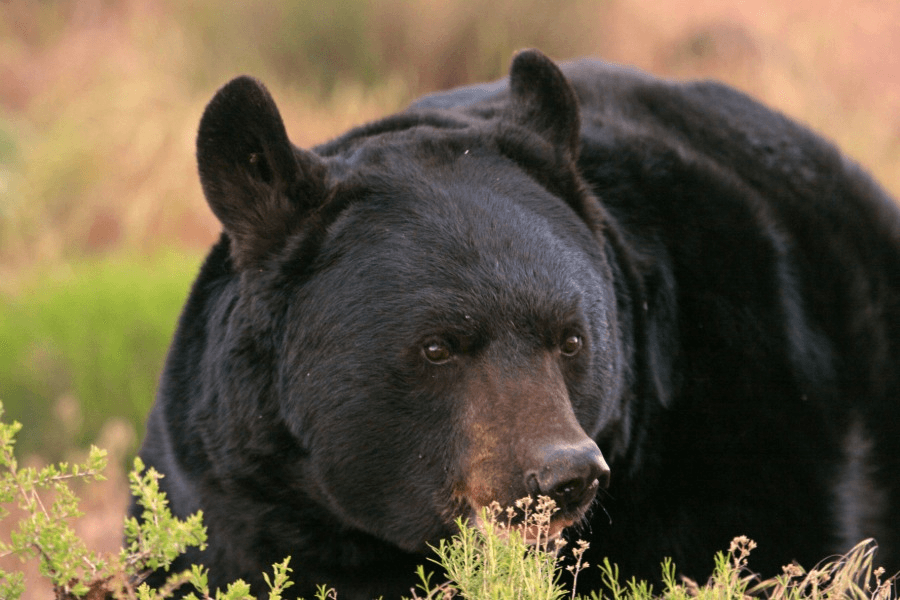 Be ‘Bear Aware’ As Drought Conditions Lead To More Bear Encounters