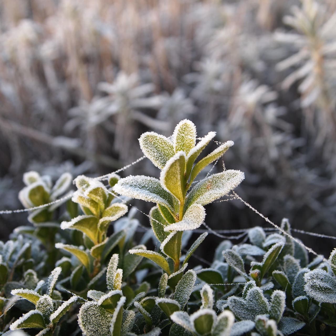 Potential For Widespread Freeze