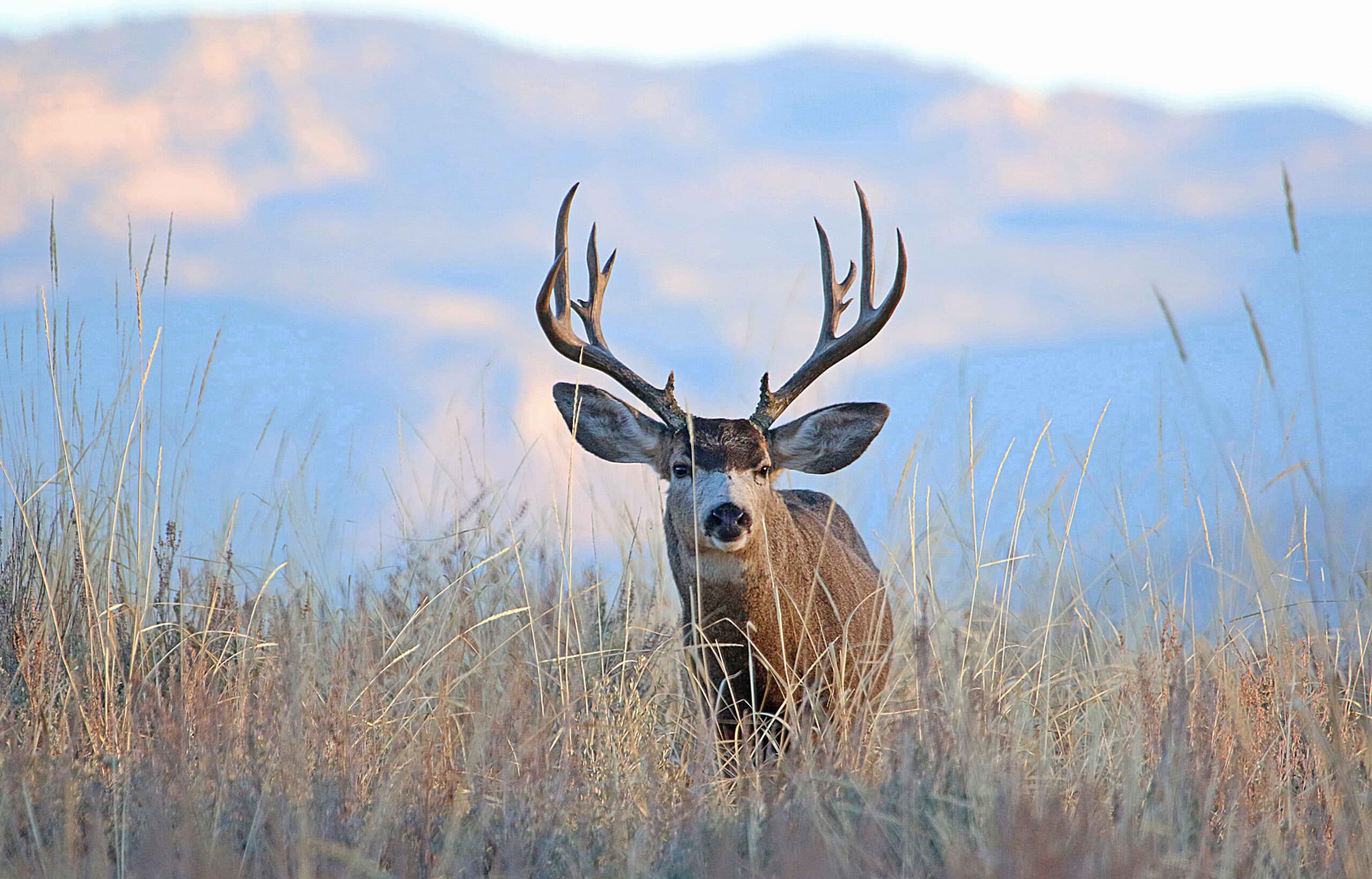 Public Feedback Invited On 2026 Big Game Hunting Permit Numbers