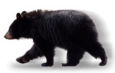 Bear Safety Message For Fort Duchesne And Surrounding Communities