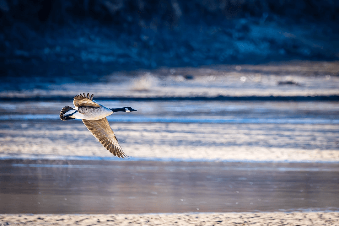 DWR: Northeastern Utah Bird Watching Locations