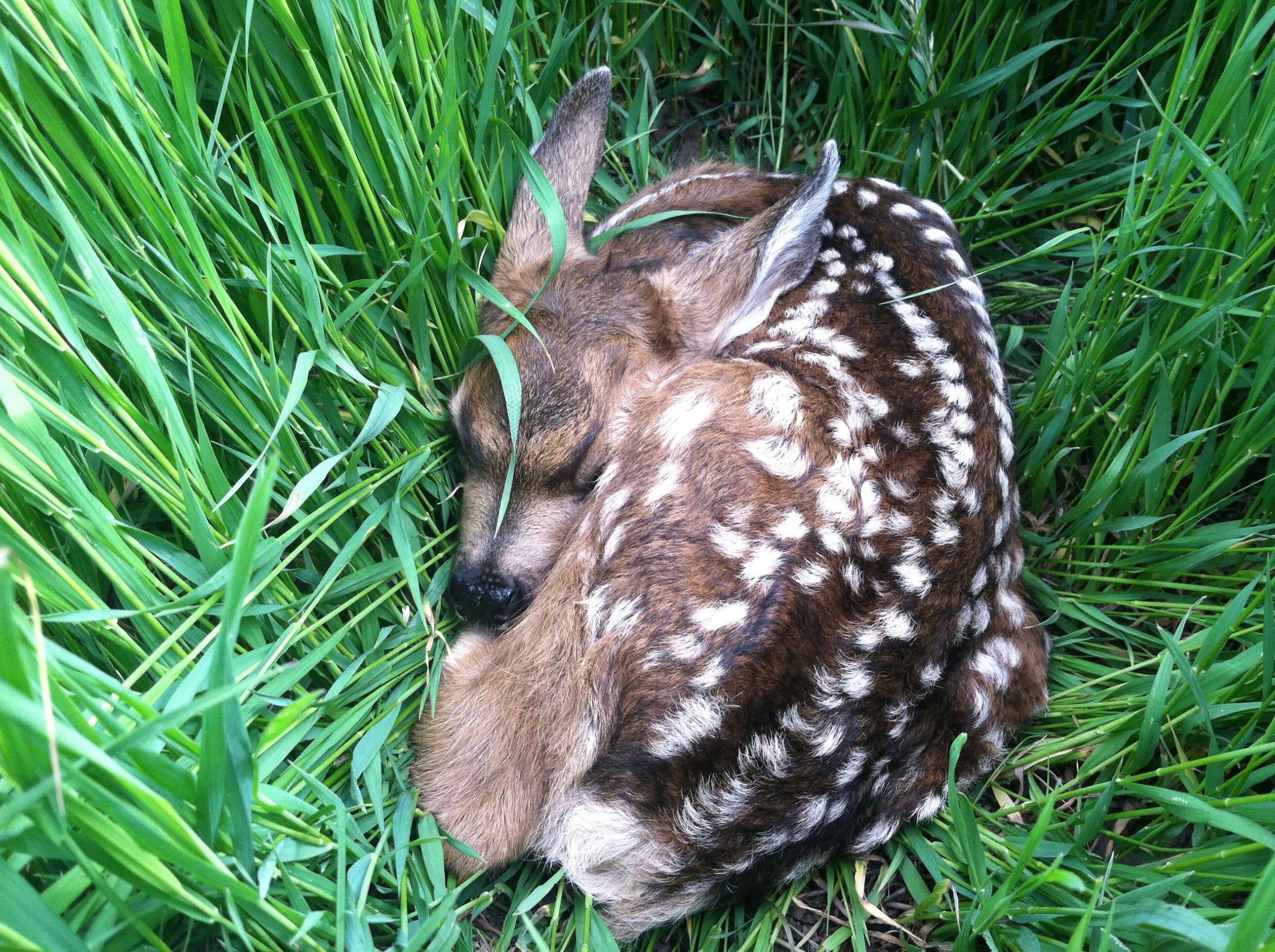 Never Touch Or Take Home Baby Deer Or Elk