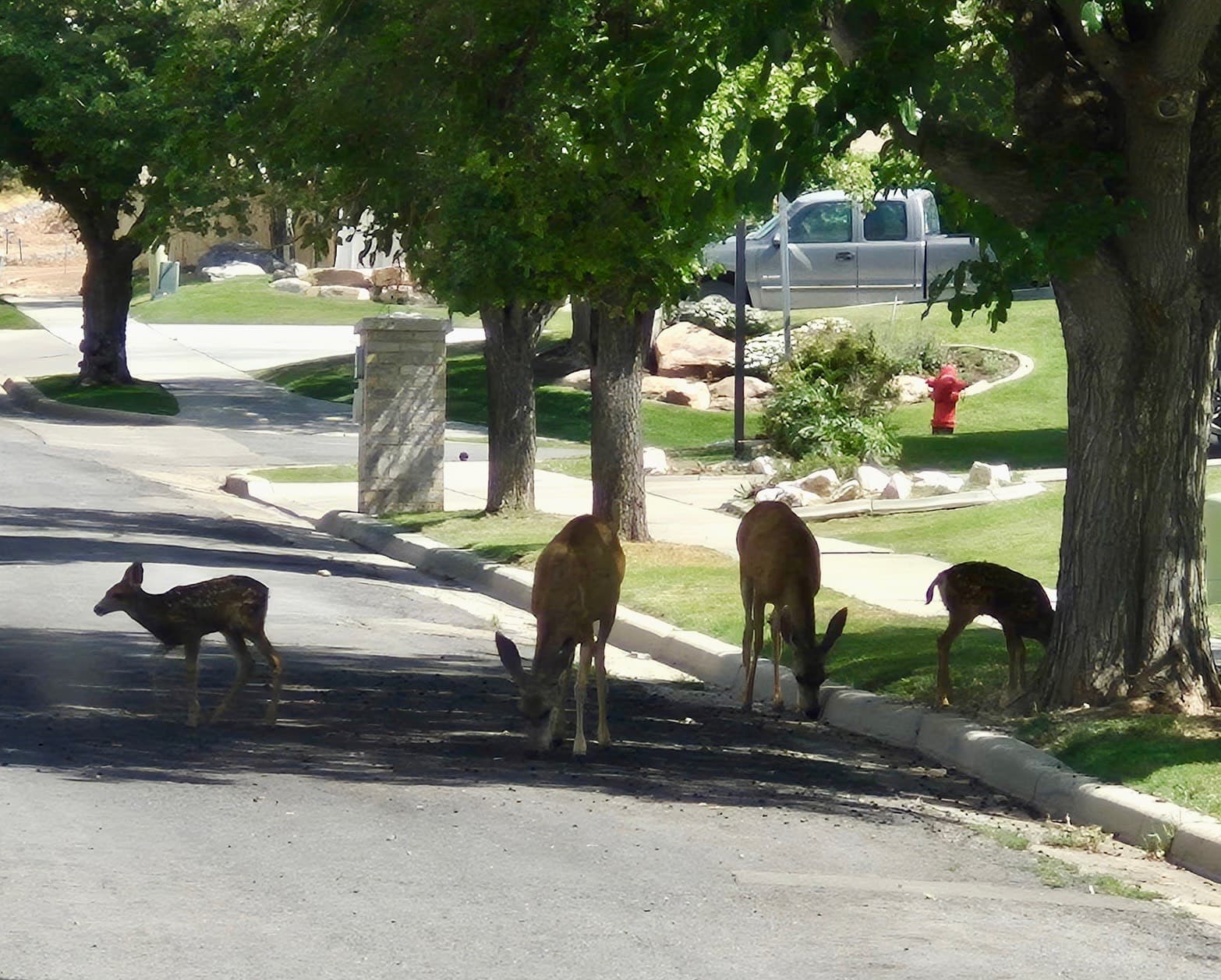 Keeping Deer Out Of The Garden And Yard During A Drought Year