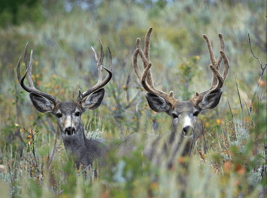 DWR Habitat Council Allocates Funding For Restoration Projects