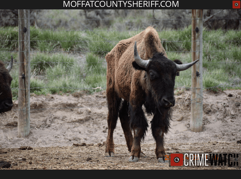 Herd Of Approximately 90 Bison Seized From Moffat County Ranch