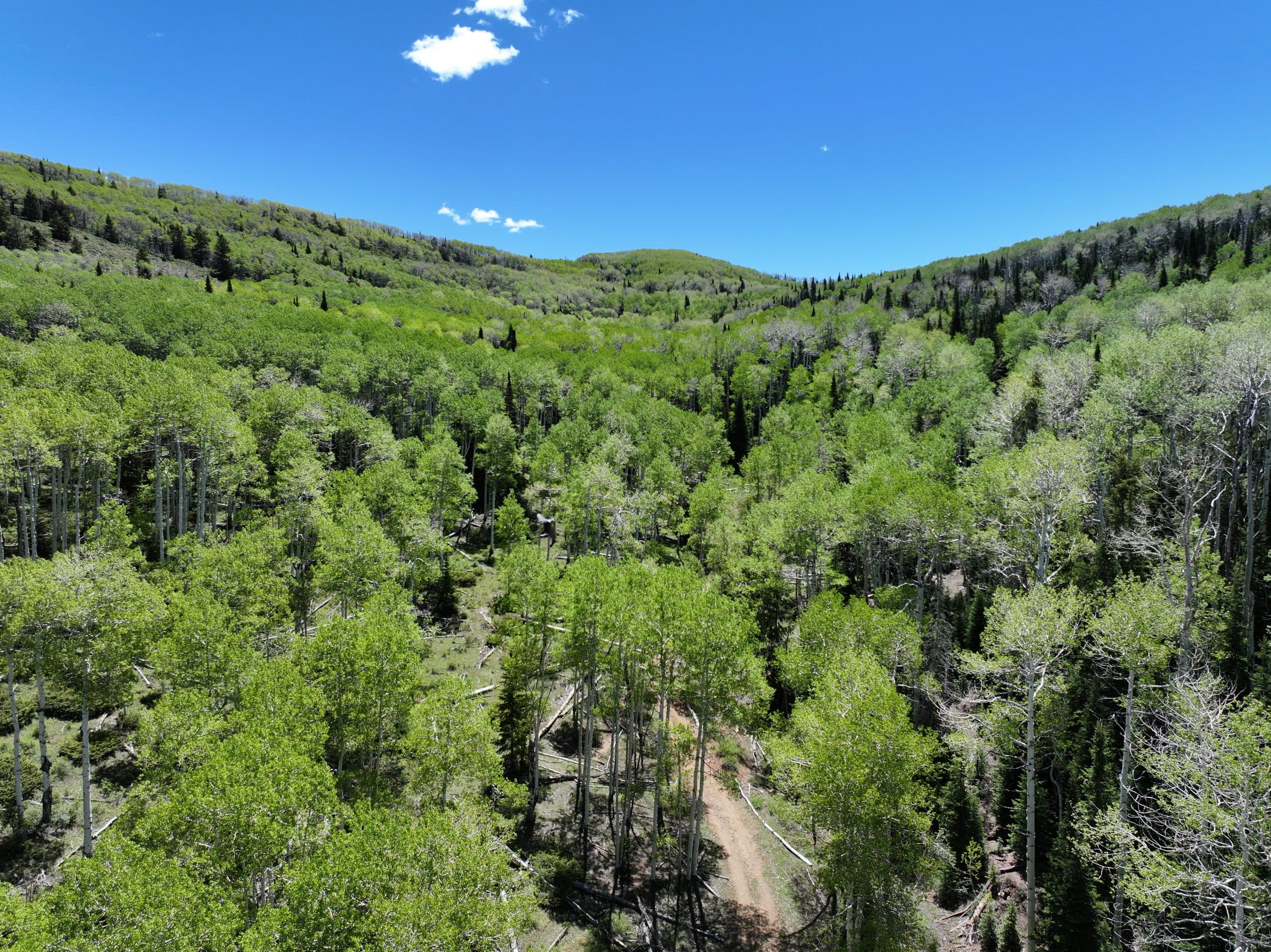 Forest Legacy Funds Awarded To Book Cliffs Nine Mile Canyon Conservation Project