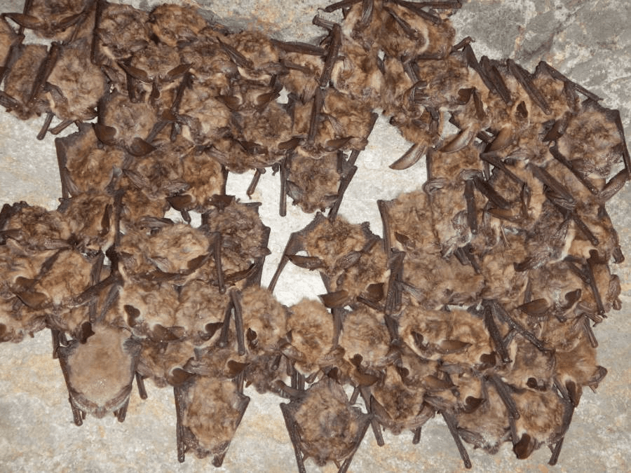 What You Need To Know If You’re Noticing Bats Around Your Home