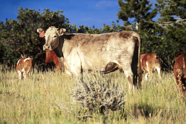 BLM Application Period For Grazing Allotments In Book Cliffs Closes This Month