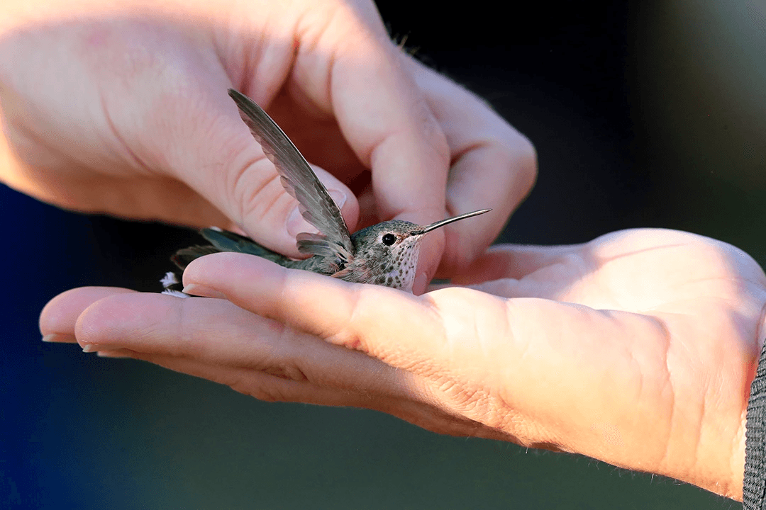 Hummingbird Banding Event This Month