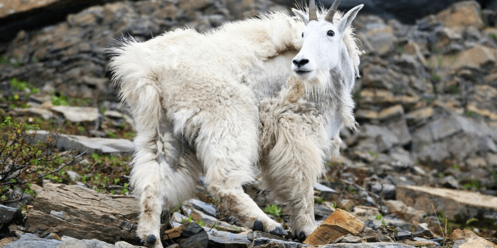 Tips For Avoiding Mountain Goats While Hiking