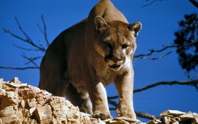 DWR Announces Final Permits for Cougar and Bobcat