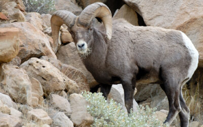 DWR Seeking Input on Bighorn Sheep Unit Management Plans