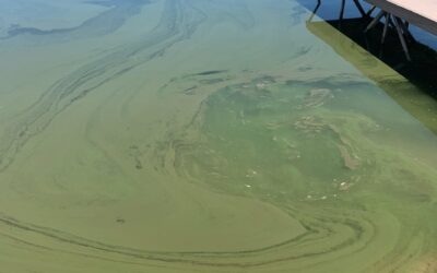 TriCounty Health Update on Area’s Harmful Algal Blooms