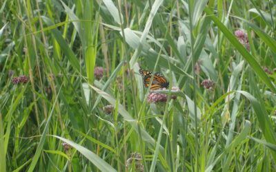 Dinosaur National Monument Encourages Public to Help Monarch Butterflies