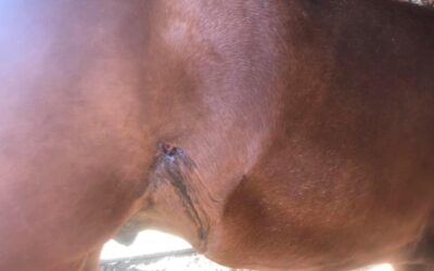 Family Asking for Help After Horse Shot in the Bookcliffs; Reward Offered