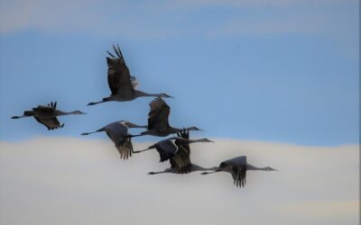 Tomorrow’s Sandhill Crane Viewing Day Also A Lesson on Wildlife Management