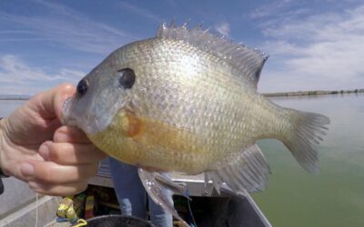 Arkansas Bluegill Being Stocked at Pelican Lake