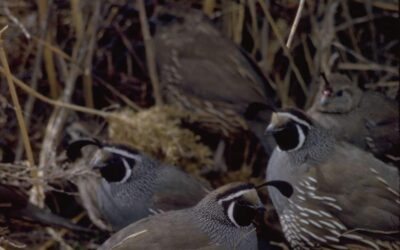 DWR Reminds Residents that Youth Pheasant and Quail Hunts Open Soon