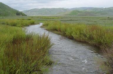 Restocking Fish to Strawberry River