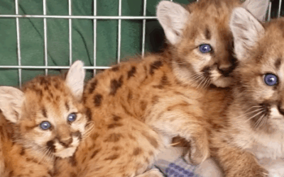 Orphaned Cougar Kittens Rescued from Uinta Mountains