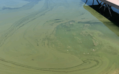 DWR Urges Waterfowl Hunters to Watch for Harmful Algal Blooms
