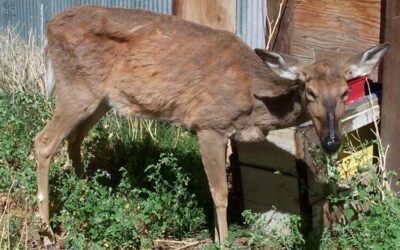 Deer Check Stations to Test for Chronic Wasting Disease