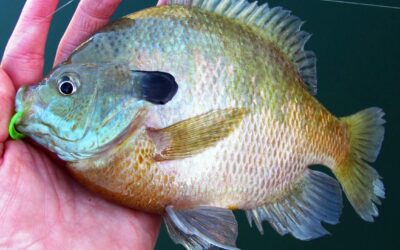 Release Bluegills Caught at Steinaker Reservoir and Pelican Lake
