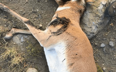 Information Sought on Two Poaching Cases Near Vernal