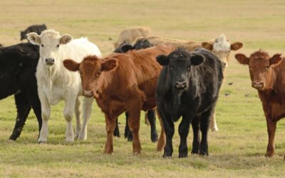 Uintah County Cattlemen Association Offering Reward