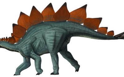 Presentation On Stegosaurus at Dinosaur National Monument