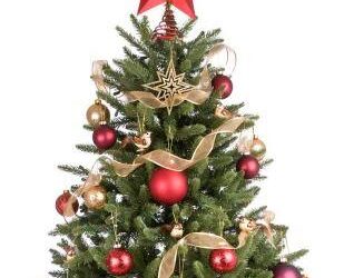 Christmas Tree Permits For Sale