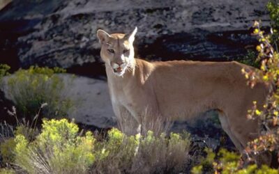 DWR Offers Cougar Safety Tips for Public