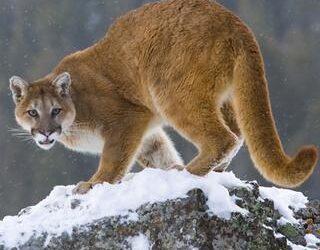 DWR: What to Do When Encountering a Cougar