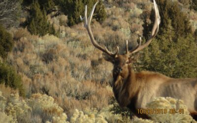 Bull Elk Illegally Killed for Antlers in Dinosaur; Officials Searching for Suspects