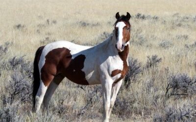 How the Estray Horse Gather Will Be Conducted in Uintah County
