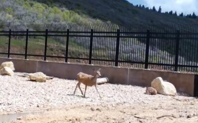 DWR: Wildlife Highway Crossings Aim to Prevent Collisions