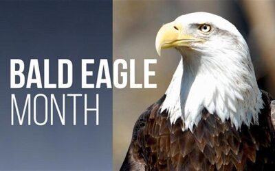 February is Utah’s Bald Eagle Month