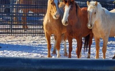 Uintah Animal Control Exceeds Initial Target in Abandoned Horse Gathering
