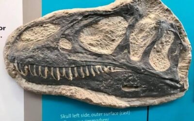 New Dinosaur Unearthed at Dinosaur National Monument Finally Named