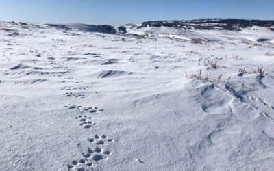 Colorado Parks & Wildlife on Confirmed Wolfpack Sighting in Northwest Colorado