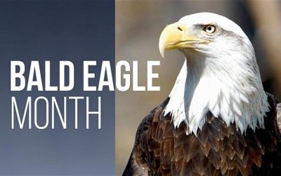 Bald Eagle Viewing This Saturday